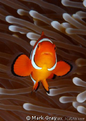 Clown Anemonefish by Mark Gray 